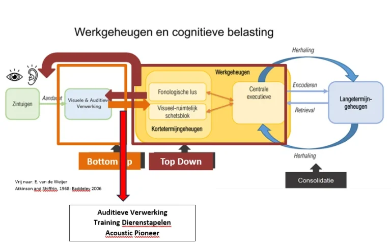 Auditieve Vewerking Schema